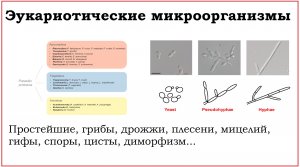 03. Эукариотические микроорганизмы