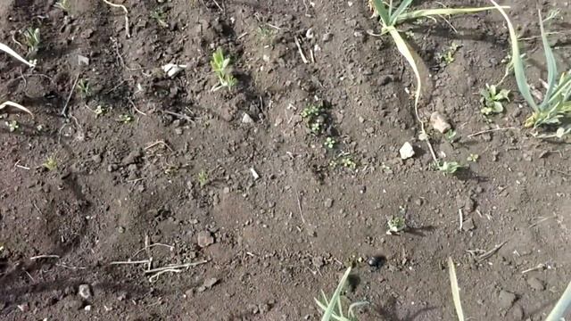 Состояние чеснока на 2 мая 2021 смотреть онлайн