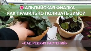 Альпийская фиалка, полив в зимний период