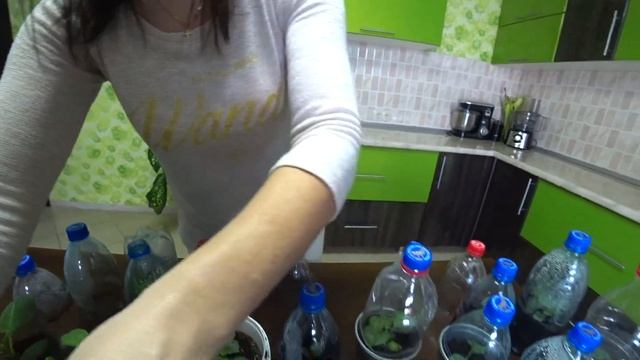 Размножение георгины. Итоги черенкования. смотреть онлайн