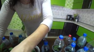 Размножение георгины. Итоги черенкования.