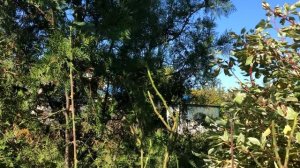 Секреты подготовки к зиме плетистых и штамбовых роз.