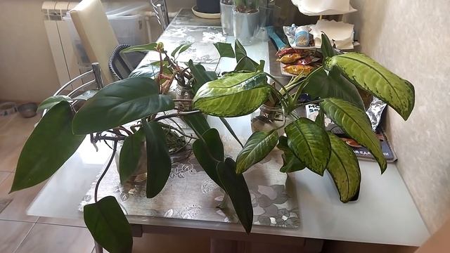 Цветочные дела. Домашние хлопоты. 9 ноября 2021 смотреть онлайн