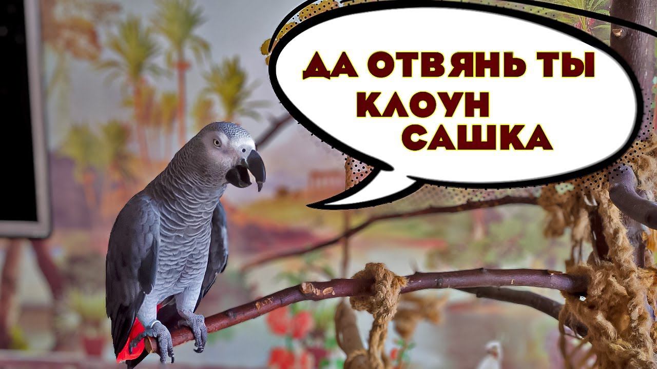 ✅ ДА ОТВЯНЬ ТЫ❗️ КЛОУН - САШКА❗️ЖАКО ПЕТРУНЯ #смешныеживотные