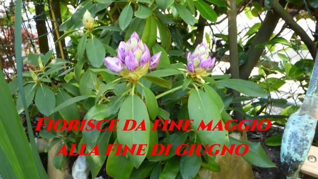 Rododendro Blue Jay Il Gioiello color Lavanda #giardinaggio #gardenersworld a Monfestino смотреть онлайн