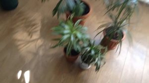 Хамедорея цветет