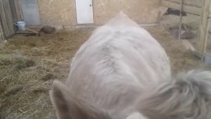 Обзор коровы Милки стельная или нет ???