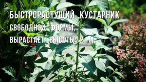 Буддлея вейера «Sungold»

Новий Сад