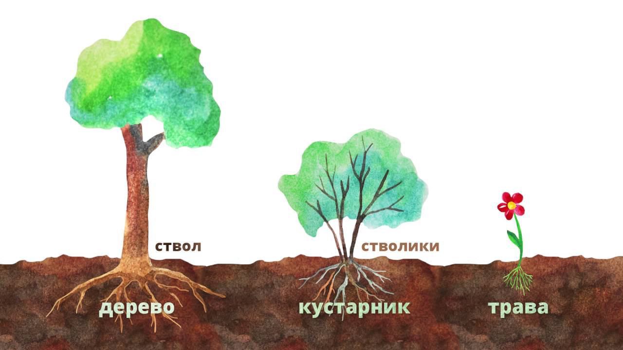 19. Строение растений. Часть 2