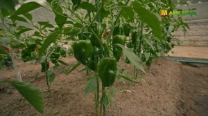 ОСТРЫЙ ПЕРЕЦ в открытом грунте. НОВИНКИ 2023! Выбирайте ЭТИ сорта для Средней полосы России!