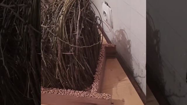 Кормушка для птиц. Сделанно своими руками смотреть онлайн