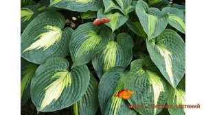 Хоста гибридная Лейксайд Шо Мастер (hosta) ? обзор: как сажать, луковицы хосты Лейксайд Шо Мастер