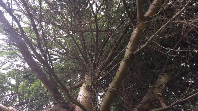 Deodar cedar (Cedrus deodara) - canopy - June 2017 смотреть онлайн