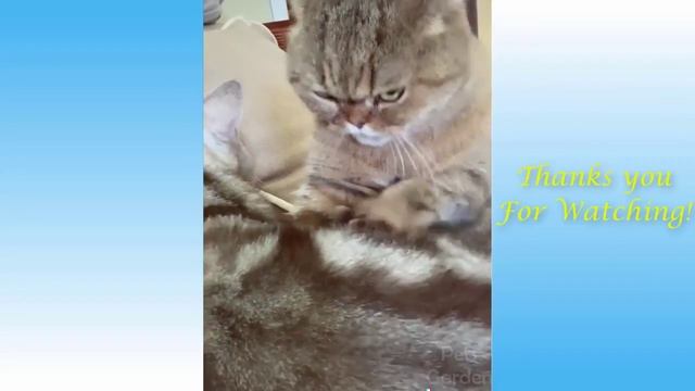 Милые Домашние Животные И Забавные Животные Сборник
