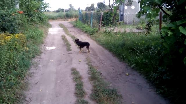 Живая изгородь из кампсиса