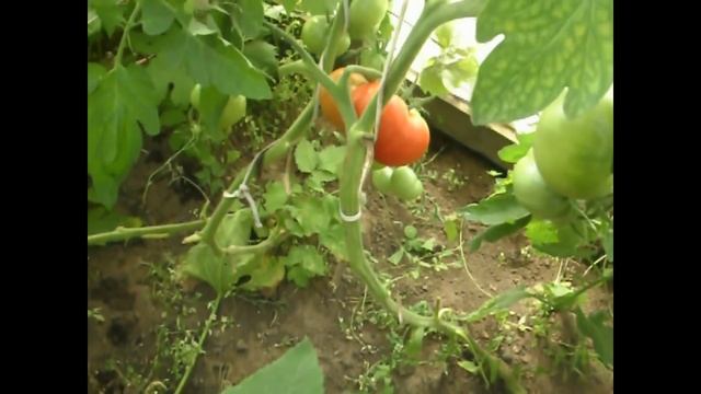 Безрассадные помидоры смотреть онлайн