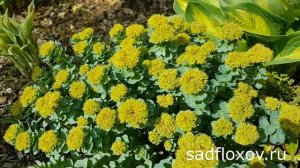 Родиола розовая