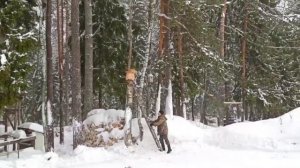 С чего начать пчеловодство без затрат. Колода.