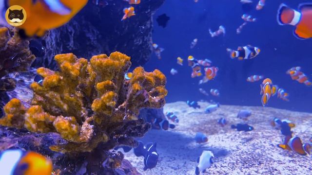 CAT GAMES - Clownfish. Fish Video For Cats | CAT TV | 1 Hour.