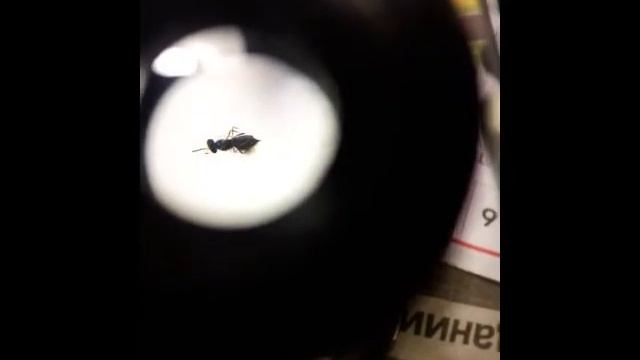 препаровальная лупа смотреть онлайн