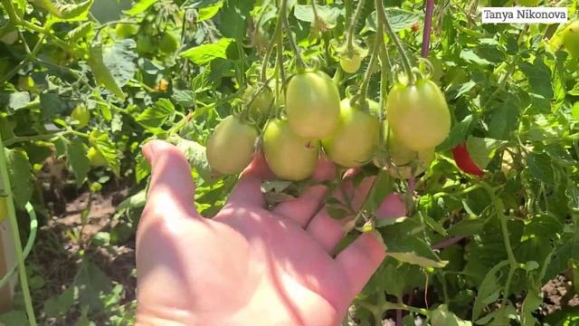 Сортовой ТОМАТ ЗАКУСОЧКА. ОЧЕНЬ ОБИЛЬНЫЙ СОРТ, УСЫПАН ПОМИДОРАМИ ДЛЯ ЗАСОЛКИ.