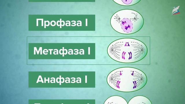 Половое размножение. Мейоз