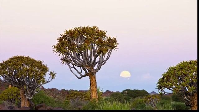 Le Vent Nous Portera смотреть онлайн