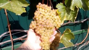 кишмиш Русбол в Беларуси. Открытый грунт. 2018