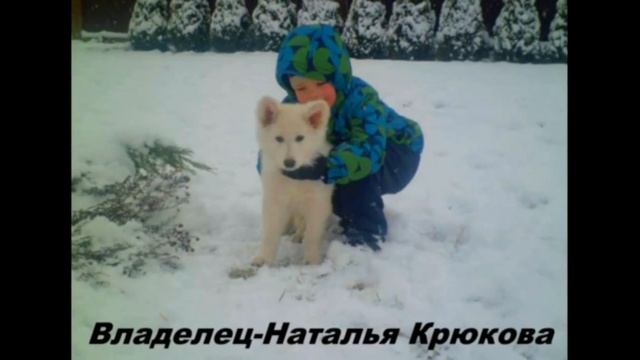 Белая Швейцарская Овчарка -Питомник Бэль Этуаль. смотреть онлайн