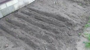 Лук Банановый. Весенняя посадка лука в начале мая