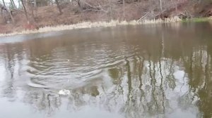 Crappie Fishing And Bluegill Action Non-Stop Over One Hour