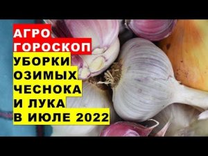 Агрогороскоп уборки урожая озимых чеснока и лука в июле 2022 года