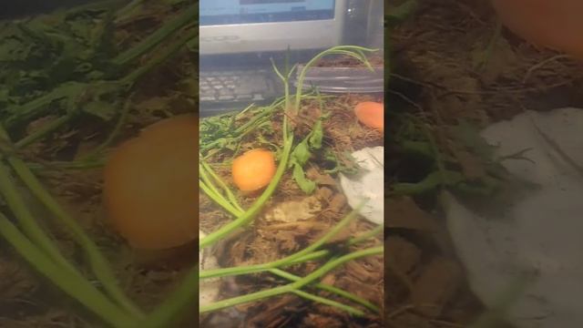 Сверчок домовой смотреть онлайн