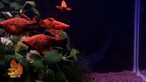 ТИГРОВЫЕ меченосцы,