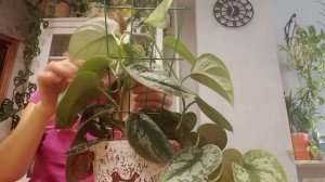 Новая опора для Сциндапсуса/Секрет ? больших листьев  прост! ✨