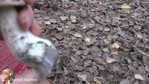 Сбор грибов под шуршащей листвой. Ogribah_Klestova ASMR 1 (no music)