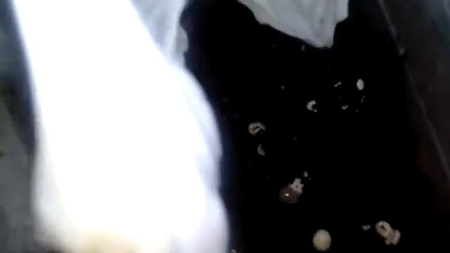 ВЫЛУПЛЕНИЕ  АХАТИН!!! БРОНИРУЙТЕ!!! смотреть онлайн