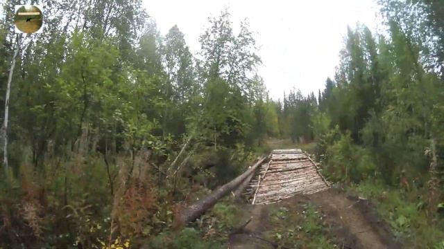Четыре дня в тайге!ягоды,грибы,домой!