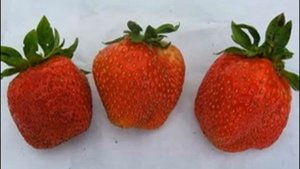 Саженцы малины ежевики клубники -питомник "Ягодный сад" -Витебск