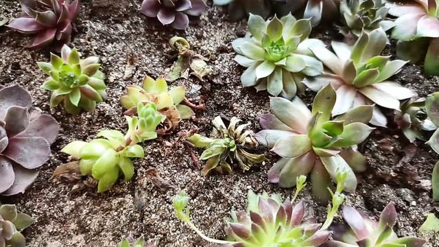 молодило через 3 недели после высадки смотреть онлайн