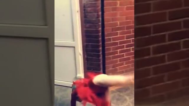 Соревнования с мячом и скакалкой  (Created with @Magisto) смотреть онлайн