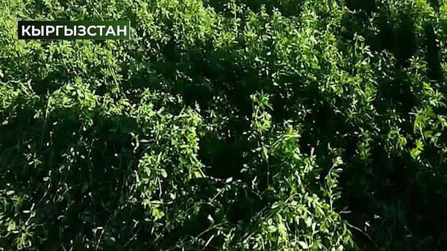 ДЖЕА - Лидер среди люцерн! смотреть онлайн