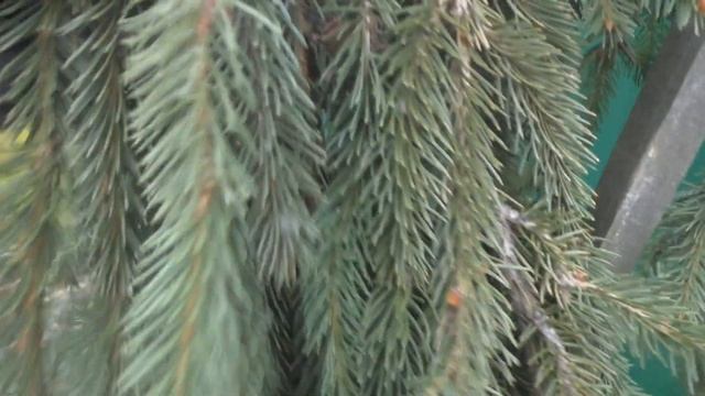 Две "Инверсы" ( Picea abies Inversa)