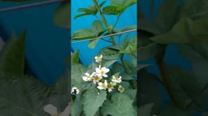 Кустовая ежевика в июне.2 й год после посадки