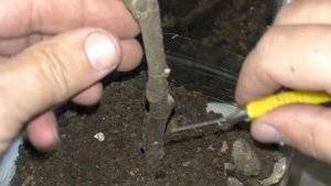 Инжир как спасти погибающий укоренённый  черенок