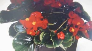 Комнатные цветы. Бегония Цветущая. Размещение. Уход. Вредители и болезни. Размножение.