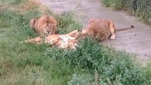 Шок по-тайгановски...#тайган #крым #львы #животные