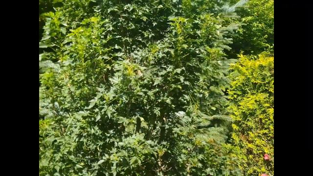 Az ISMERETLEN korai juhar | Acer platanoides 'Novinka' - korai juhar смотреть онлайн