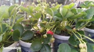 Клубника. Сорт Кабрилло. Обзор. Belklubnika.by