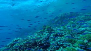 Тест видео GoPro Hero 3+ Дайвинг, Красное море, Египет. Тест подводной съемки.Veryvery.ru